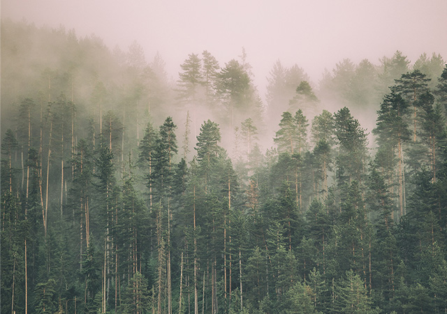 A photo of a forest of fir trees at a distance in fog.