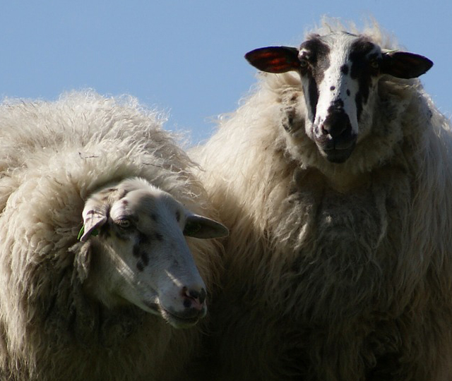 sheep