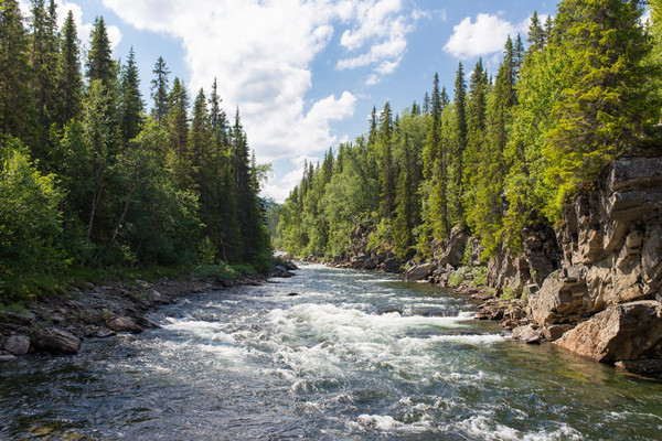 The River