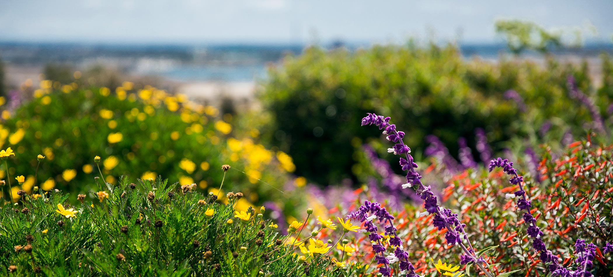 Flowers and plants on campus
